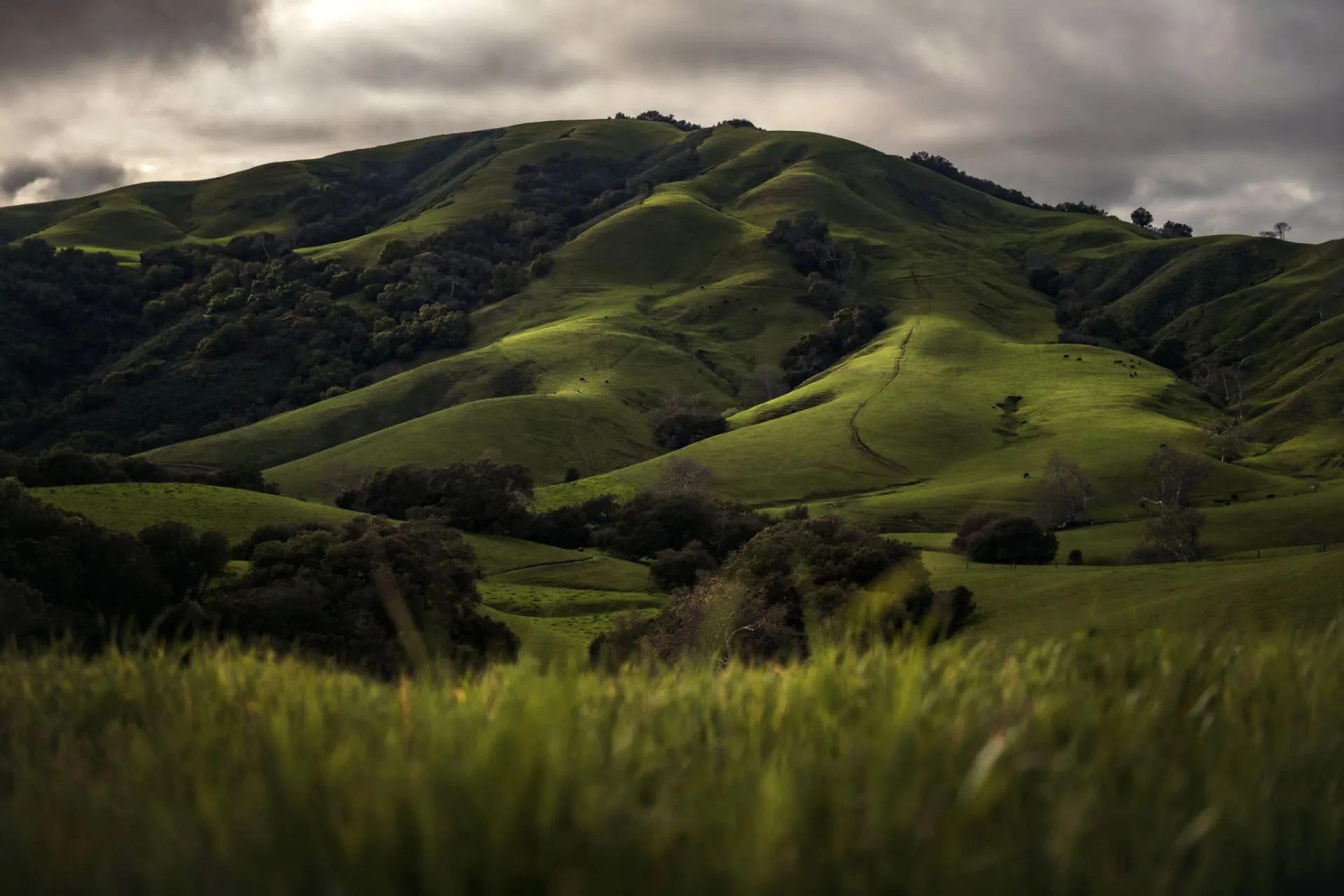 Green coastal hills under storm light, the terrain that generates thermals